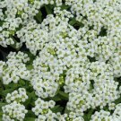 100 Alyssum Wonderland White Ground Cover Seeds Fresh Garden