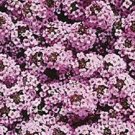 Alyssum Wonderland Lavender Ground Cover 100 Seeds Fresh Garden
