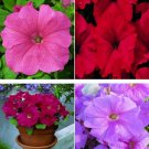 Pelleted Petunia Candypops Mix 50 CANDYPOPS SERIES Seeds Fresh Garden
