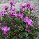 250 Rock Cress Arabis Spring Charm Seeds Fresh Garden