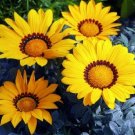 50 Gazania Frosty Kiss Yellow Flower Starts Seeds Fresh Garden