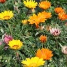 50 Gazania Gazoo Mix Flower Seeds Fresh Garden