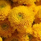 Chrysanthemum Yellow Button Flower 100 Seeds Fresh Garden
