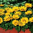 50 Gazania Kiss Yellow Flame Flower Seeds Fresh Garden