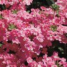 Verbena Obsession Pink Verbena 50 Seeds Fresh Garden