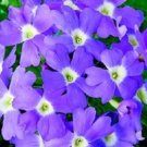 Verbena Obsession Light Blue With Eye 50 Verbena Seeds Fresh Garden