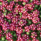 Verbena Verbena Obsession Crimson With Eye Verbena 50 Seeds Fresh Garden