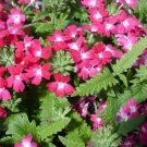 Verbena Obsession Coral With Eye Verbena 50 Seeds Fresh Garden