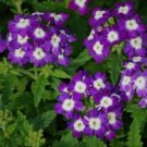 Verbena Obsession Blue With Eye 50 Verbena Seeds Fresh Garden