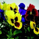 50 Pansy Giant Mix FLOWER Seeds Fresh Garden