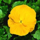 50 Pansy Giant Clear Yellow FLOWER Seeds Fresh Garden 50 Pansy Giant Clear Yellow FLOWER Seeds Fresh Garden