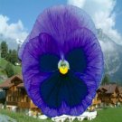 50 Pansy Giant Clear Sky Blue FLOWER Seeds Fresh Garden
