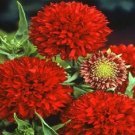 100 gaillardia pulchella Red Plume Seeds Fresh Garden