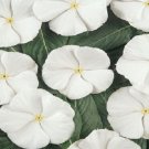 50 Vinca Sunsplash Bright White FLOWER Seeds Fresh Garden