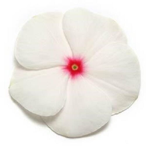 50 Vinca Pacifica XP Polka Dot Flower Seeds Fresh Garden