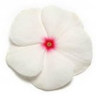 50 Vinca Pacifica XP Polka Dot Flower Seeds Fresh Garden