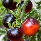 Tomato Indigo Rose Tomato Vegetable 25 Seeds Fresh Garden Tomato Indigo Rose Tomato Vegetable 25 Seeds Fresh Garden