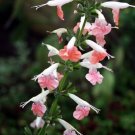 3 Salvia Texas Sage Coral Nymph 50 FLOWER Seeds Fresh Garden
