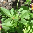 50 Pansy Joker Violet Gold Pansy Seeds Fresh Garden