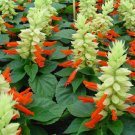 50 Salvia Reddy White Salvia FLOWER Seeds Fresh Garden