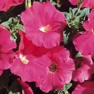 50 Pelleted Petunia Carpet Rose FLOWER Seeds Fresh Garden