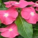 Vinca Sunsplash Deep Pink 50 Seeds Fresh Garden