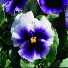 50 Pansy Faces Beaconsfield FLOWER Beacons Field Seeds Fresh Garden