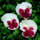 50 Pansy Faces Blush White Pansy FLOWER Seeds Fresh Garden 50 Pansy Faces Blush White Pansy FLOWER Seeds Fresh Garden