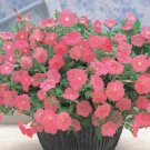 Opera Supreme Salmon Trailing Petunia 25 Pelleted Seeds Fresh Garden