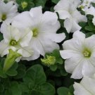50 Pelleted Dreams White Petunia Flower Seeds Fresh Garden