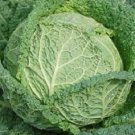Cabbage Savoy Perfection 1000 Vegetable Seeds Fresh Garden Cabbage Savoy Perfection 1000 Vegetable Seeds Fresh Garden