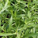 Tarragon 1000 Russian Tarragon Herb Seeds Fresh Garden