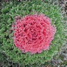 50 Flowering Cabbage Kamome Red Flowering Kale Seeds Fresh Garden