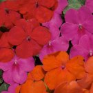 50 Impatiens Logro Lorider Mix Flower Seeds Fresh Garden