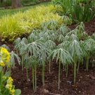 250 Cyperus Umbrella Seeds Fresh Garden