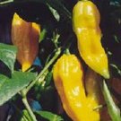 25 Fatalii Hot Pepper Chili Pepper Habanero Pepper Seeds Fresh Garden