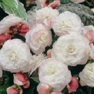Begonia Appleblossom Nonstop 15 Pelleted Seeds Fresh Garden