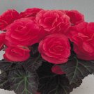 Begonia 15 Nonstop Mocca Pink Pelleted Seeds Fresh Garden