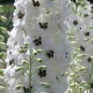 Delphinium Pennant White With Dark Bee 50 FLOWER Lark Spur Seeds Fresh Garden