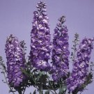 50 Delphinium Pennant Lavender With White Bee Flower Lark Spur Seeds Fresh Garden
