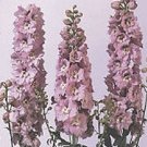 50 Delphinium Magic Fountain Cherry Blossom Flower Seeds Fresh Garden