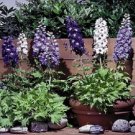 Delphinium Magic Fountain Mix Flower 50 Seeds Fresh Garden