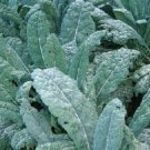 Dinosaur Kale Lacinato Kale 500 Seeds Fresh Garden