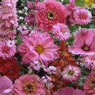 500 Pink Wildflower Mix Wild Flower Seeds Fresh Garden