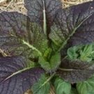 500 Mustard Osaka Purple Seeds Fresh Garden