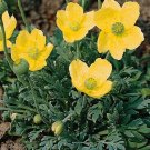 250 Papaver Moondance Poppy Seeds Fresh Garden