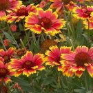 250 Gaillardia Dazzler Blanket Flower Seeds Fresh Garden