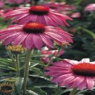 Echinacea Primadonna Rose 50 Cone Flower FLOWER Seeds Fresh Garden