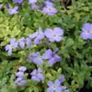 50 Aubrieta Light Blue Rock Cress Seeds Fresh Garden 50 Aubrieta Light Blue Rock Cress Seeds Fresh Garden