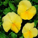 50 Pansy Character Clear Primrose FLOWER Seeds Fresh Garden 50 Pansy Character Clear Primrose FLOWER Seeds Fresh Garden